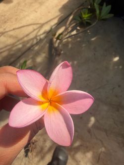 Cutting plumeria