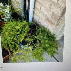 XL Asparagus Plant $30