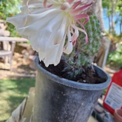 Cactus For Sale