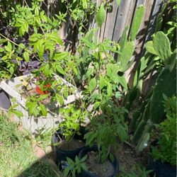 Plantas De Esperazas  $10.00Y $15.00