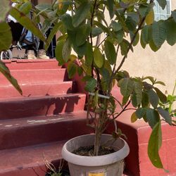 Guayabo Tree 4