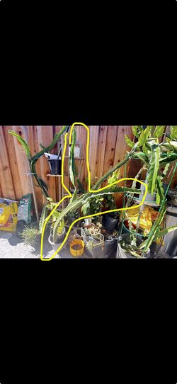 Organic White Meat Dragon Fruit Plant
