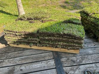 St. Augustine Sod