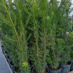 Huge Clusias About 4 Feet Tall Instant Privacy Hedge For Fence