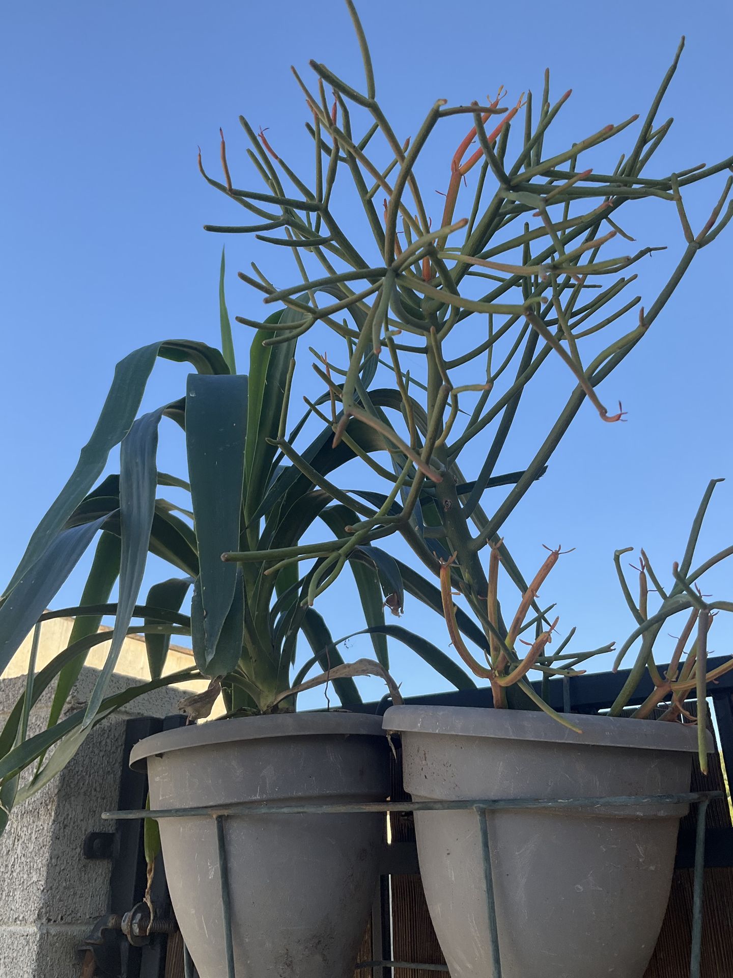 Plants tools basket pots
