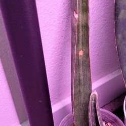 Sansevieria Hallii Baseball Bat 2 Plants Rooted