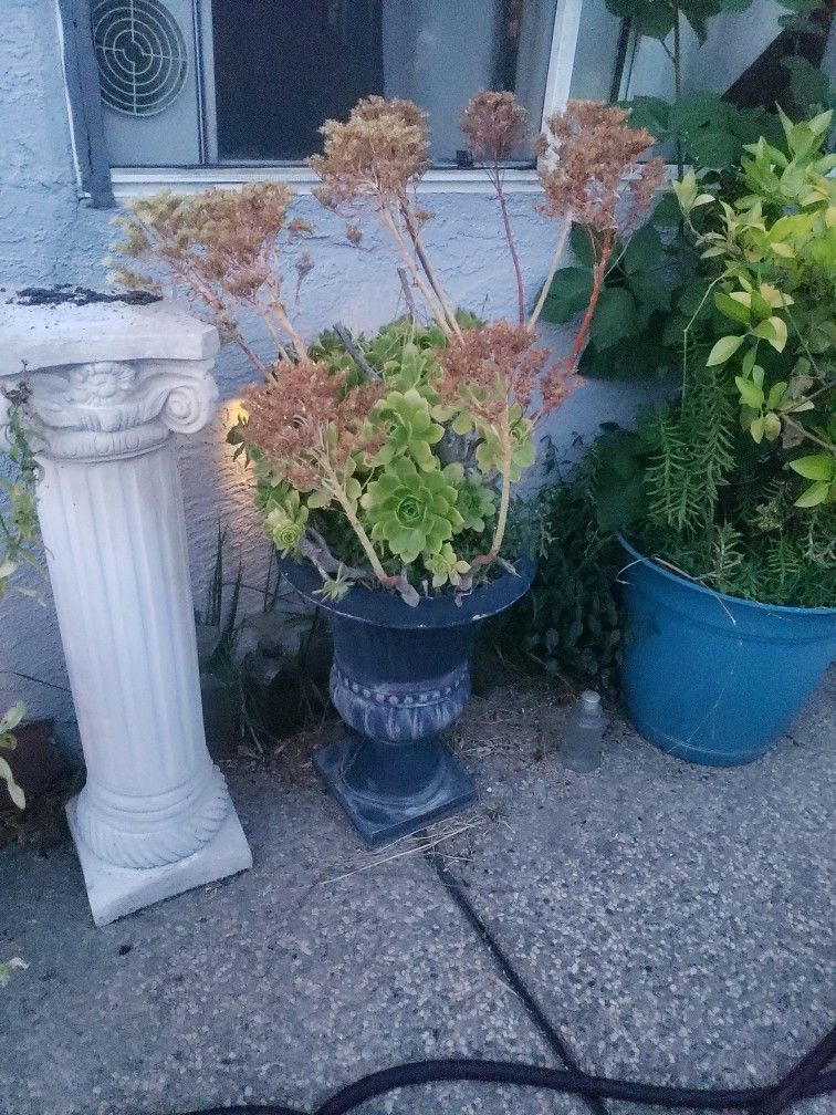 Concrete Flower Pot With Sacculents