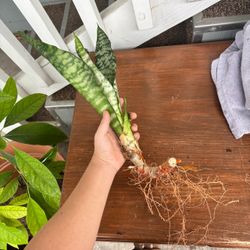 Large Snake Plant with roots