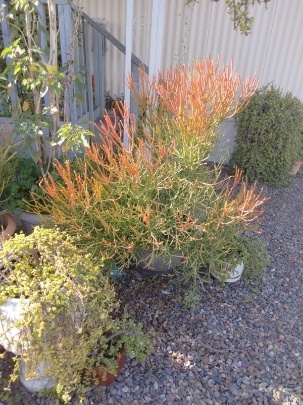 Fire stick Plant It Very Large Plant It's Healthy Very Bushy Beatiful