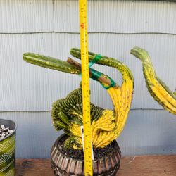San Pedro Variegated Crest Cactus Imported