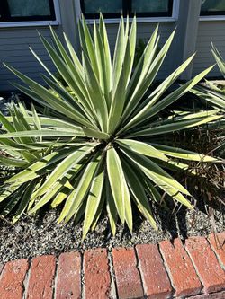 Landscape succulents FREE
