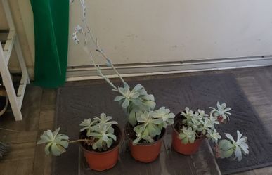 Plantas- suculenta