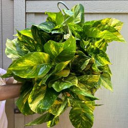 8” Big Hawaiian Pothos