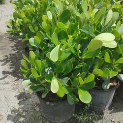 Clusia Privacy Hedges 7gl 2.5-3'ft $13🌱