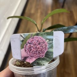 Hoya Publicalix Silver Pink 