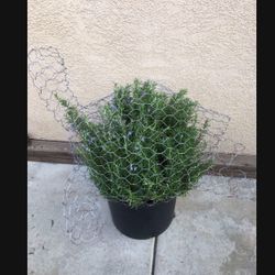 Turtle Topiary Bonsai 