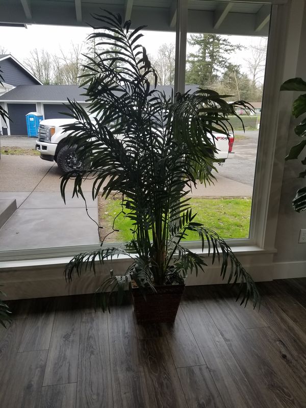 Fake House Plant Plastic 5ft Tall For Sale In Salem Or Offerup