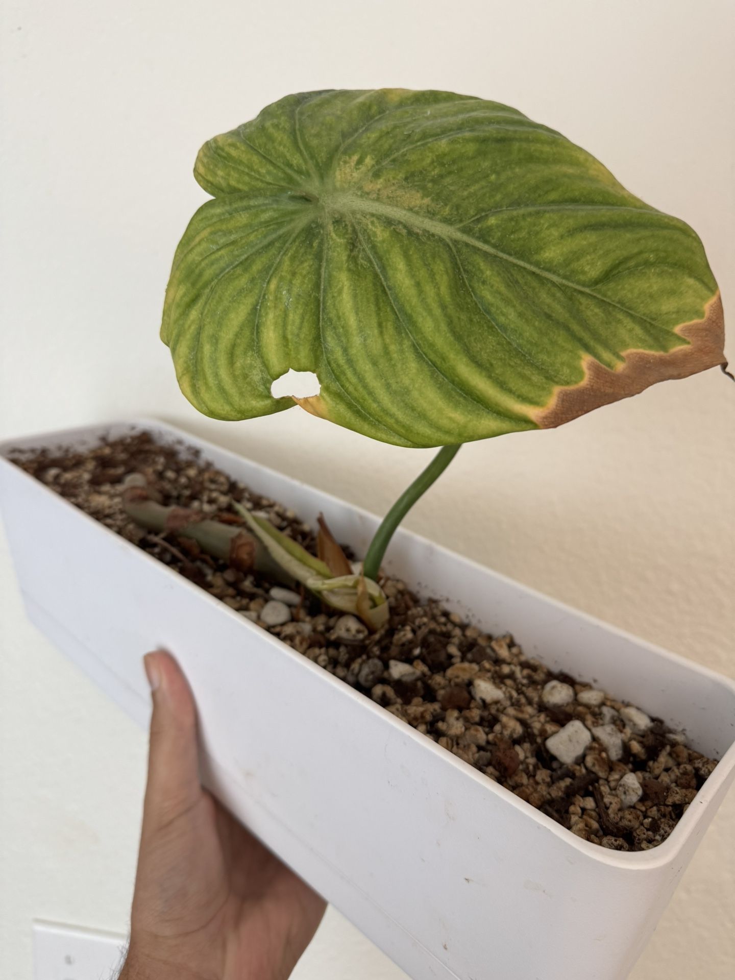 Philodendron McDowell