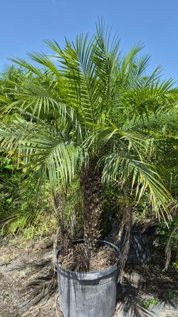 Spectacular Robollinis Palms 5 feet Tall! Fertilized