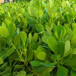 Beautiful Clusia Privacy Hedge Plants 3gl 🌿💚$4.50
