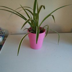 Reverse Spider Plant