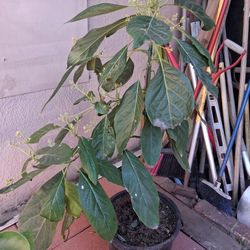 4ft GRAFTED AVOCADO TREE