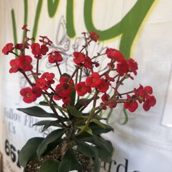 Indoor/Outdoor Plants