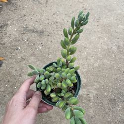 4in Pot Green Beans Succulent 
