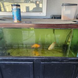 75 Gallon Fish Tank