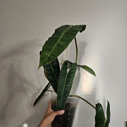 philodendron billietiae