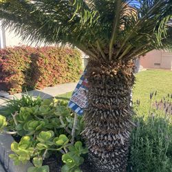 Sago Palm Trees