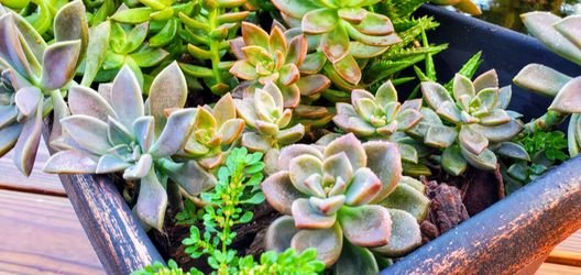 🍃🌱Beautiful Succulents+ Plants from an 8-Year Old Entrepreneur/Grower!!