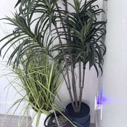 Set Of Indoor Artificial Plants Plus a Lantern. 