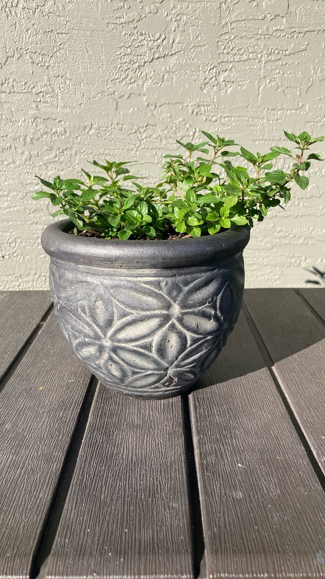 Peppermint Plant In 6.5 Inch Decorative Clay Pot
