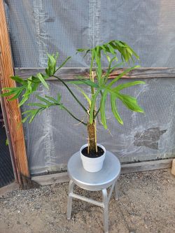 Split Leaf climber 6" Nursery Pot