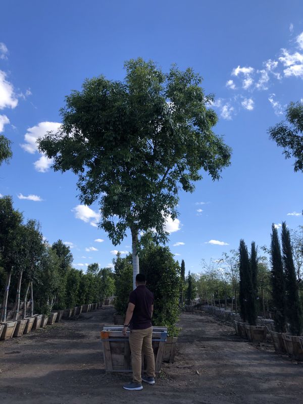 Arizona Ash trees for Sale in Mesa, AZ OfferUp