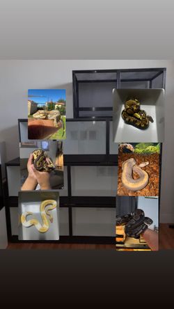 REPTILE ENCLOSURES