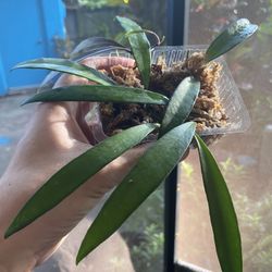 Hoya Wyetti - Variegated and Non 