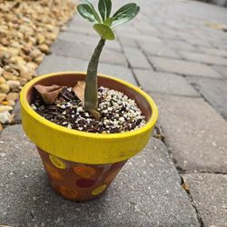 Desert ROSE Saplings