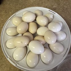 Chicken Eggs 