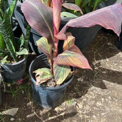 Canna Lily