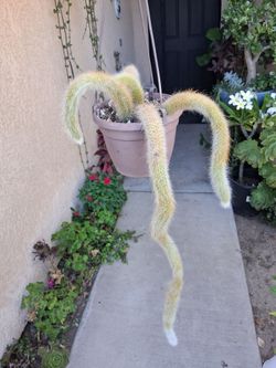 Monkey 🐒 Tails Cactus Plant $40