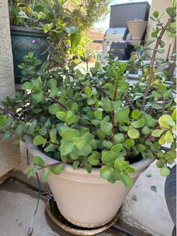 Jade plant