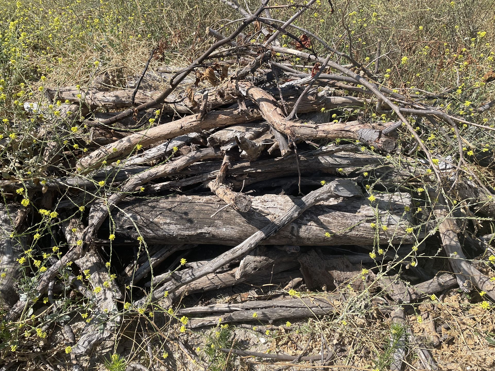 Free Seasoned Firewood