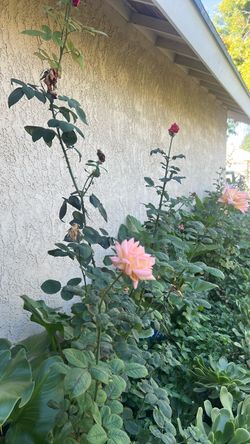 Roses plant