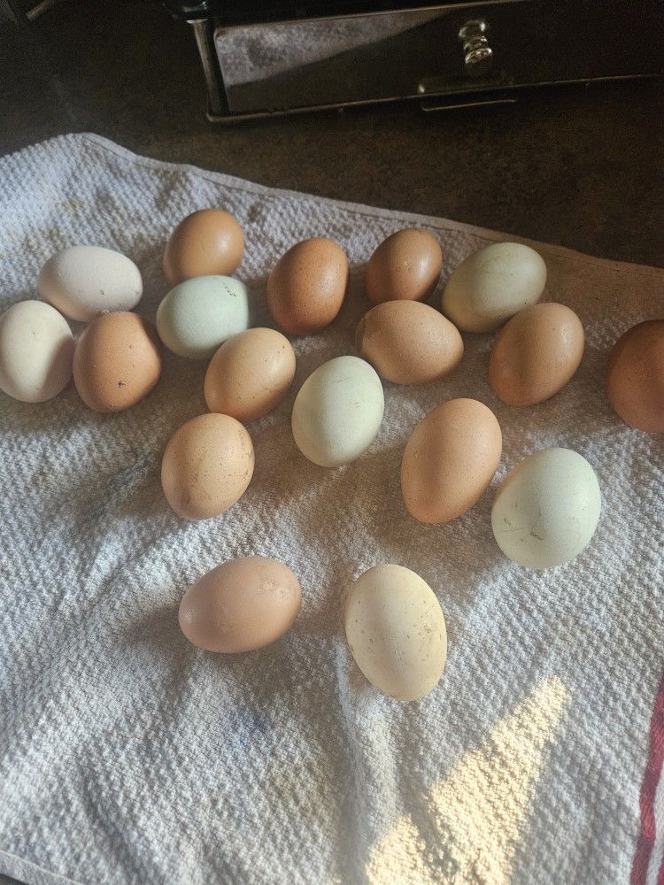 Farm Fresh Organic Eggs