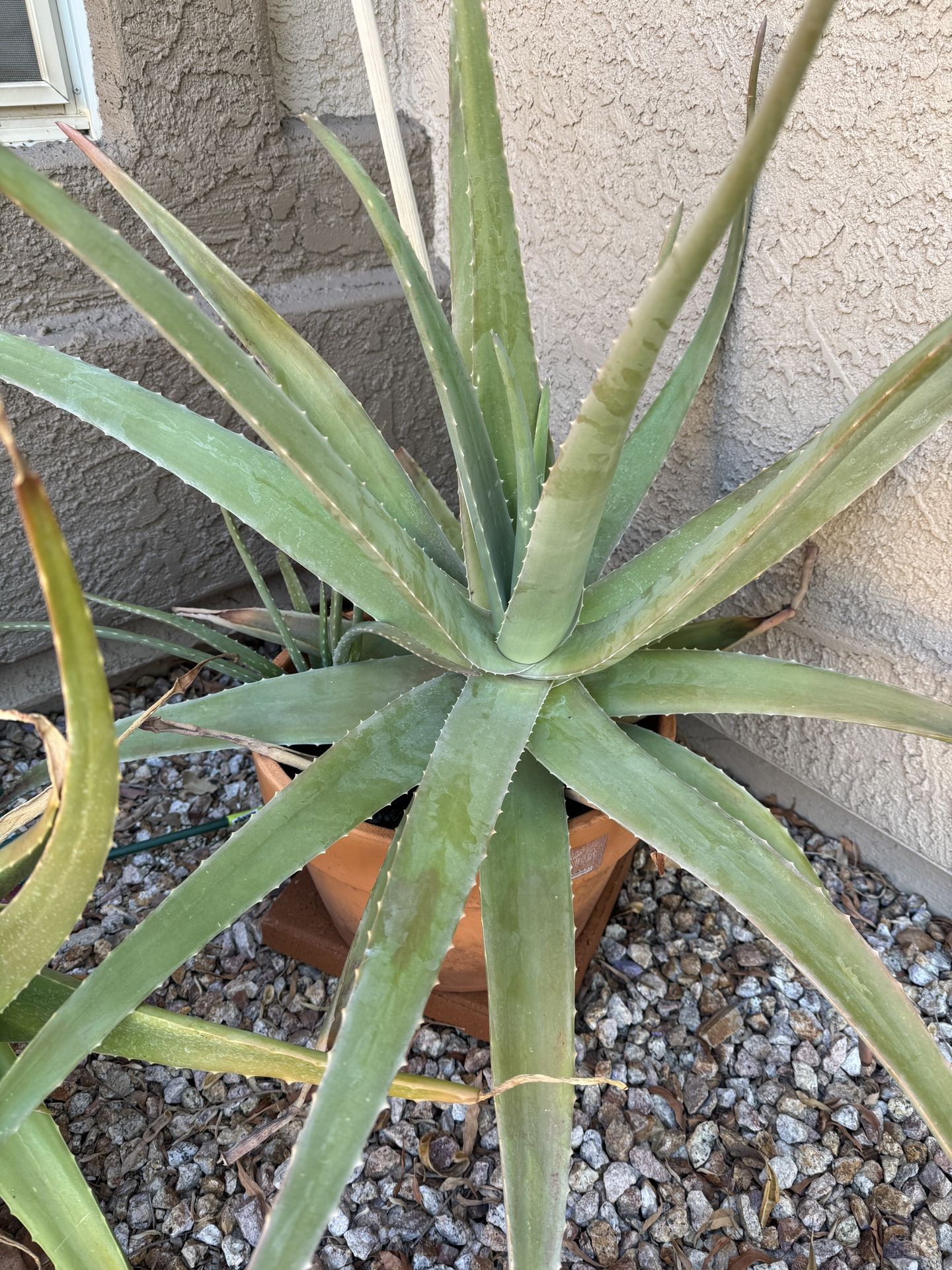 Aloe Vera Plant