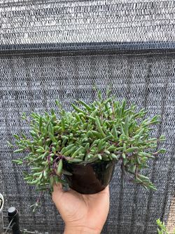 String of  Ruby Necklace plant