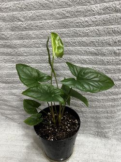Syngonium Podophyllum Plant