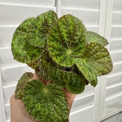 Begonia Longiciliata Sizemorea